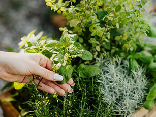 Check out the recent Rent. article I was featured in: How to Start a Balcony Herb Garden | Rent.