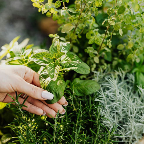 Check out the recent Rent. article I was featured in: How to Start a Balcony Herb Garden | Rent.
