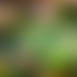 Flowers vs. Vegetables: Which is Easier to Grow? Unpacking the Pros and Cons