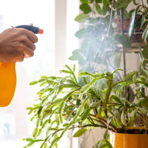 Pyganic Insecticide: A Gardener's Guide to Effective and Eco-Friendly Botanical Insecticide