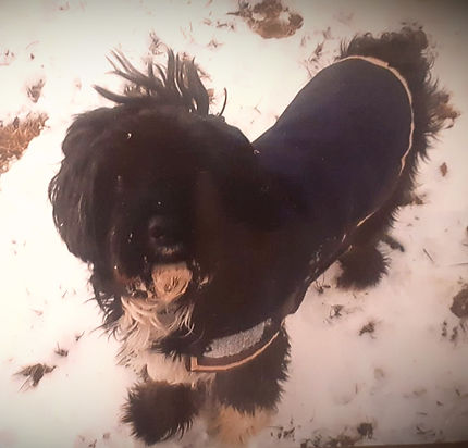 schwarzer Hund, Schapendoes, Hundephysio