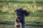 Springender Hund