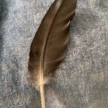 A Changing Journey - when feathers disappear