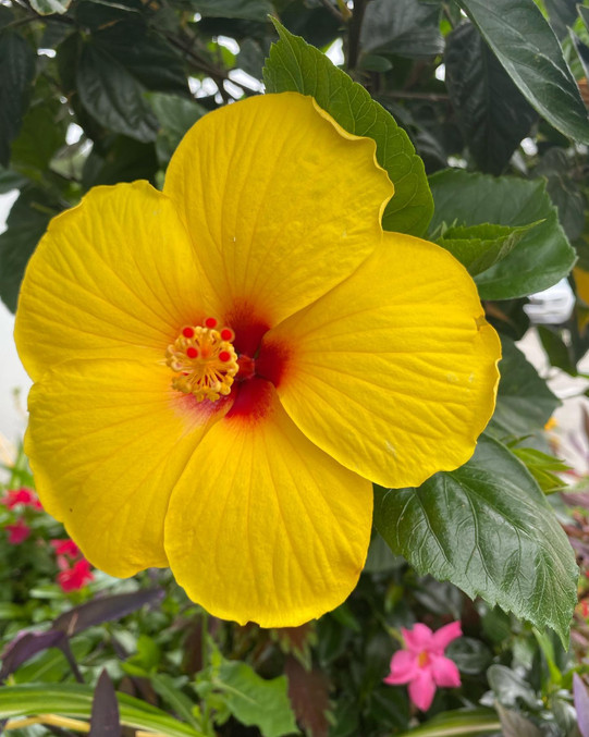 Pretty Yellow Flower.jpeg