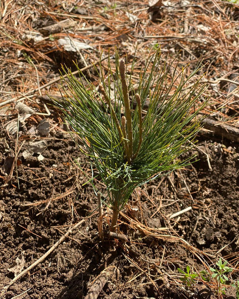 Eastern White Pine 1.jpeg