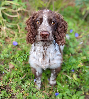 A puppy enjoying his first walk with his dog walker in Minehead.