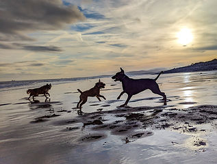 Dogs enjoying a walk on Minehead beach with their dog walker at sunrise.