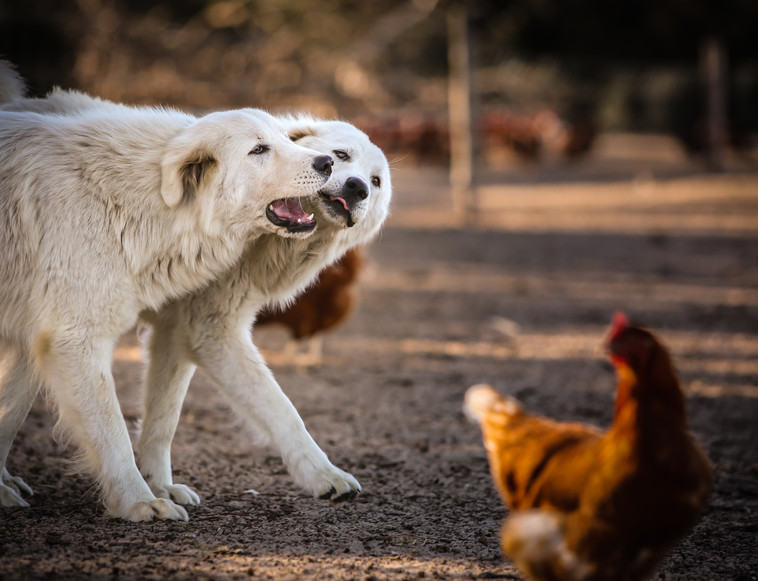 KANGAROO ISLAND FREE RANGE EGGS FAQs