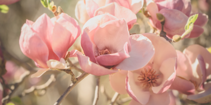 Magnolien.PNG