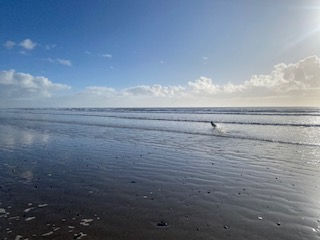 Our happy dog on Newgale Beach Pembrokeshire