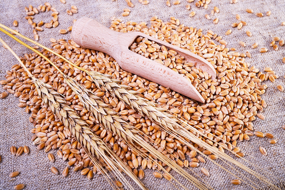 what is gluten