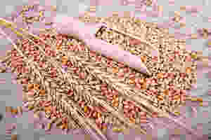what is gluten