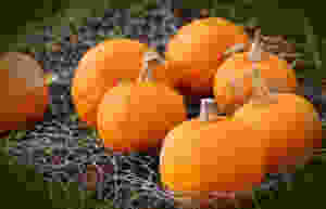 pumpkin recipes