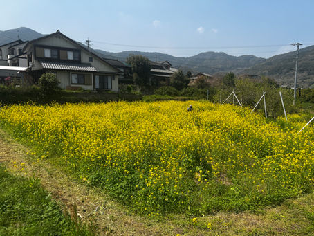 【咲き乱れる菜の花ロード】
