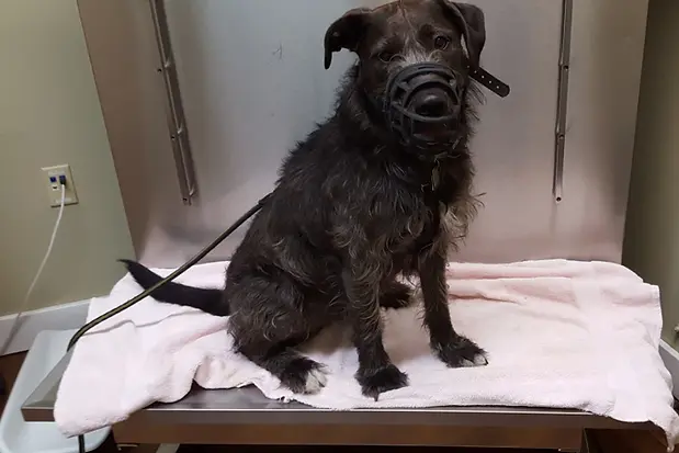 Muzzled dog on a exam table.