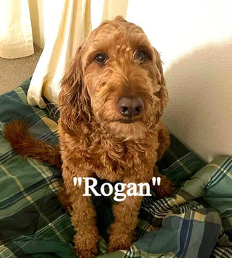 Rogan_edited_edited.jpg
