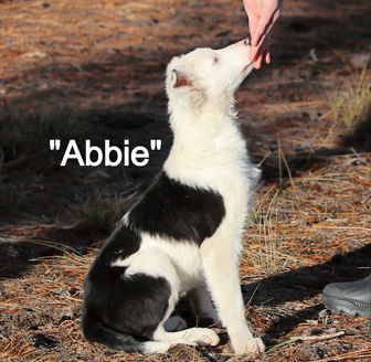 Abby 6_edited.jpg