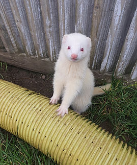Rubie of HAW.jpg