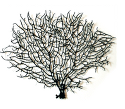 INSPIRATION IN NATURAL FORMS