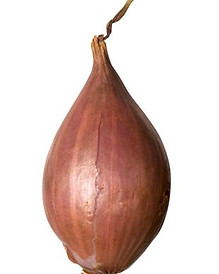 ttar_shallot_v.jpg