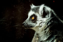 lemur profle-1