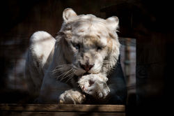 white tiger-1