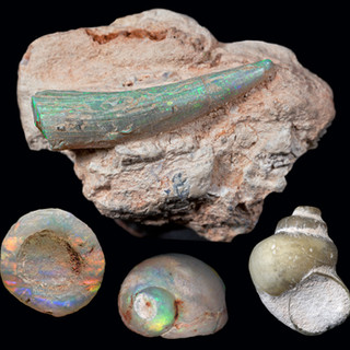 Opalised fossil montage420160813_112519-Lightning Ridge Australia.jpeg