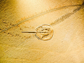 10 Paleontology terms you can use