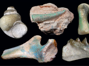 Opalized Fossils: A Glimpse into Australia's 100-million-year-old Past