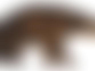 5 places you can dig for fossils in Australia