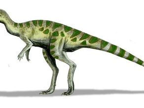 Top 10 list of dinosaurs found in Australia