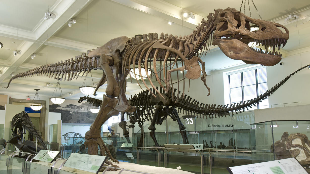 Tyrannosaurus rex-T rex