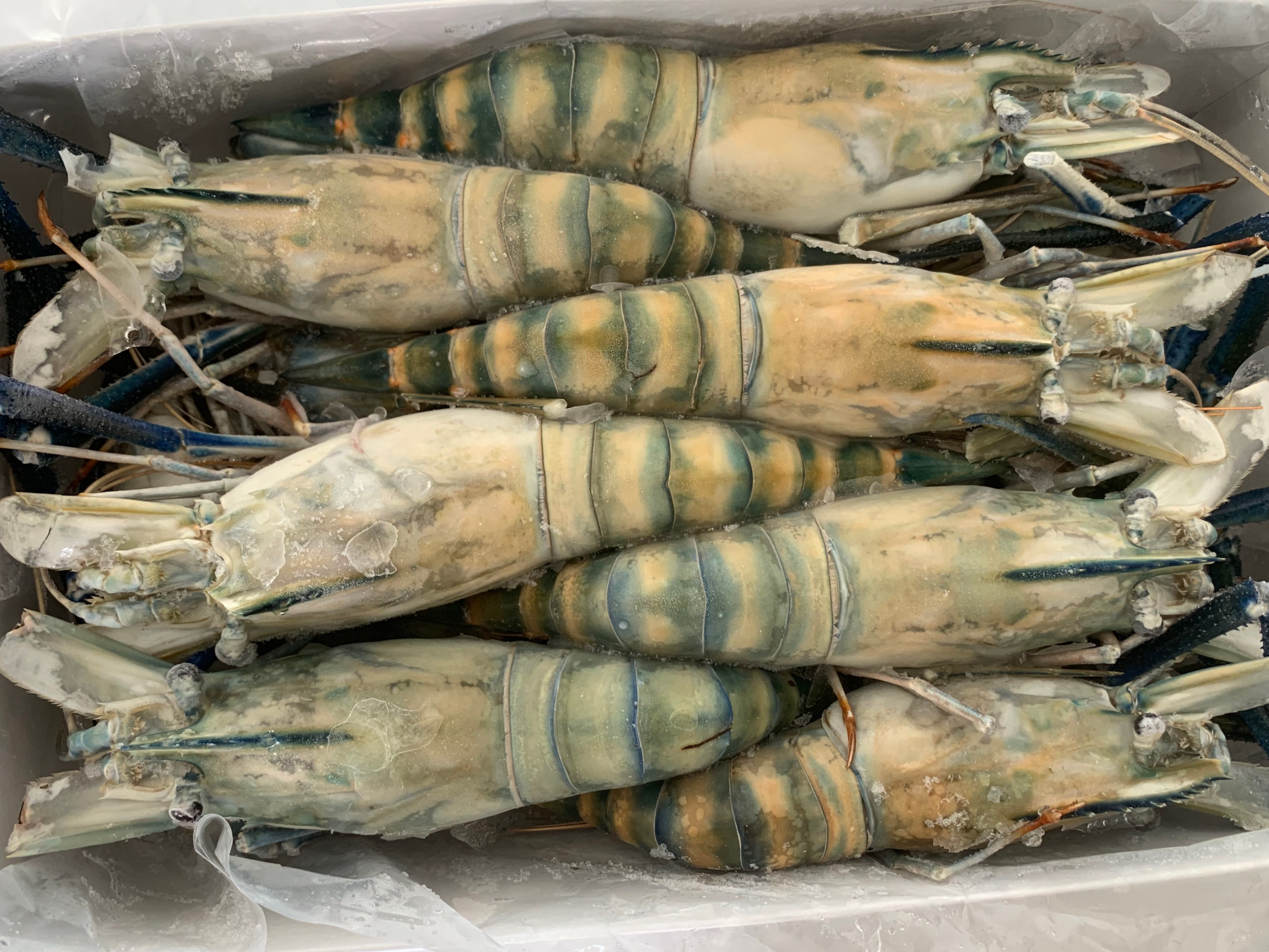 Frozen Udang Galah (900g)