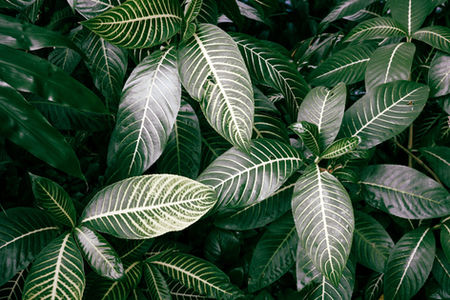 Hilo Greenery