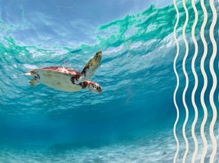 WWF saving the turtles