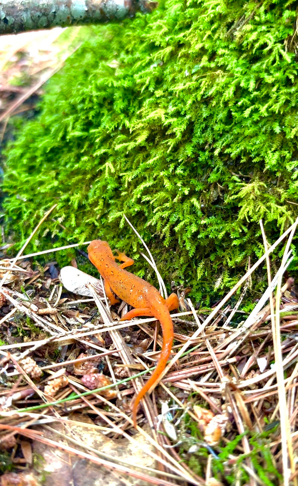 A juvenile northeastern newt named Frida climbing moss toward a tree in a forest, a gentle image of becoming for highly sensitive people finding sanctuary in nature
