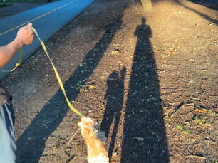 Shadow of two people and a dog