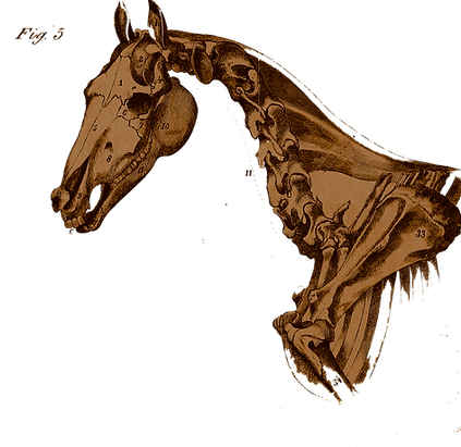 freebie-pferd-anatomie_01_edited_edited_