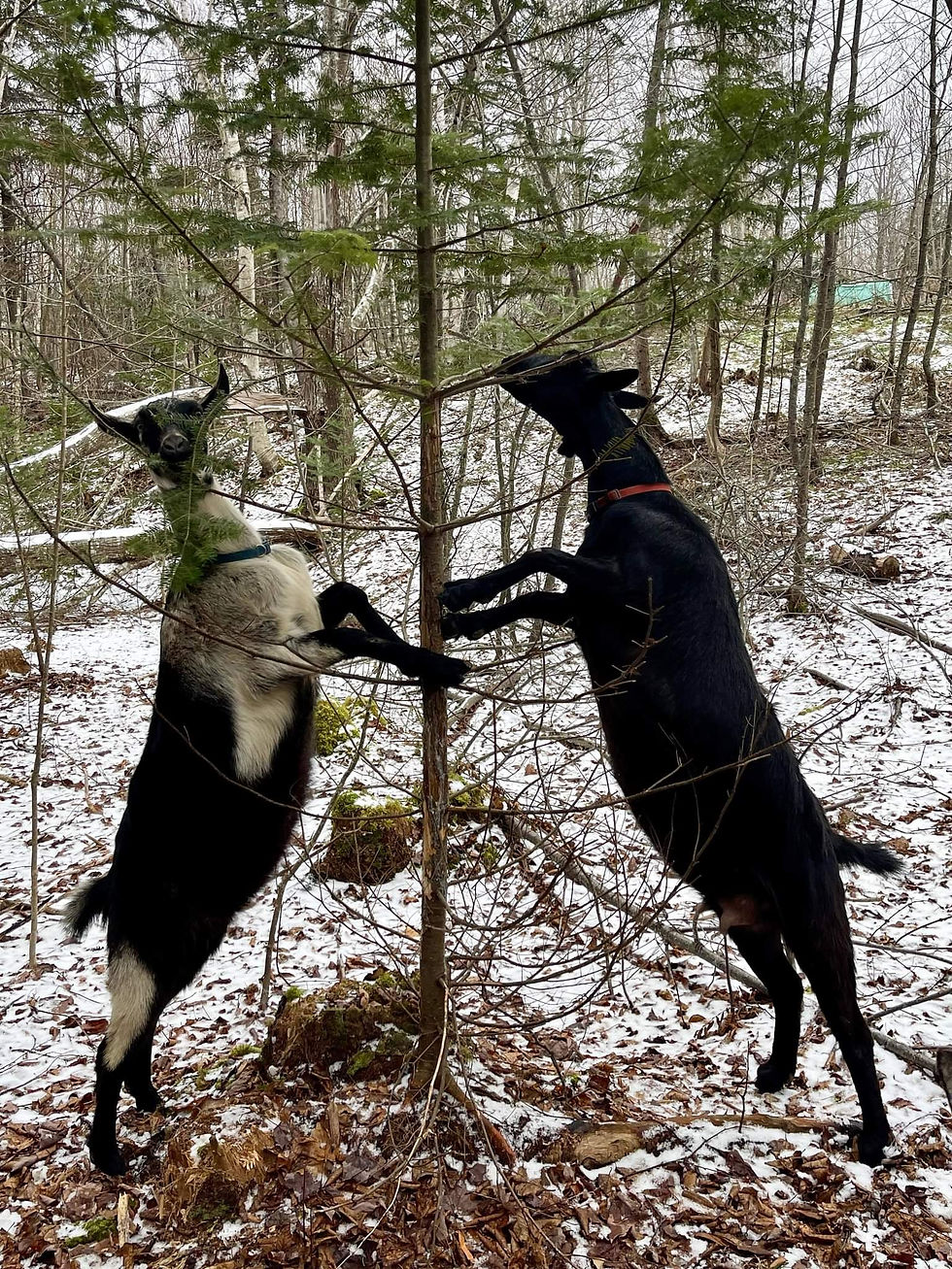Thumbnail: Goat Walk Gift Certificate
