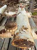 Mushroom3.jpeg