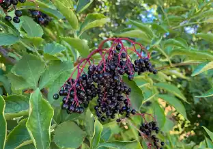 Thumbnail: Elderberry Cuttings