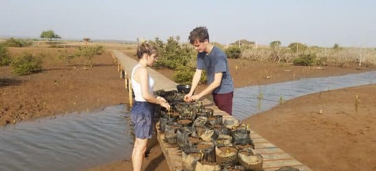 mangrove restauration 2.jpg