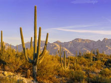 Living Under the Sonoran Sun: What Southern Arizona Residents Need to Know About Skin Cancer
