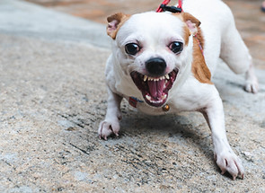 Angry dog little Chihuahua dog on the le