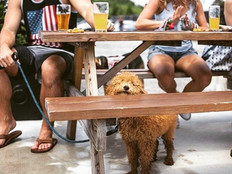 Dog-Friendly Breweries in Maryland