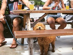 Dog-Friendly Breweries in Maryland 