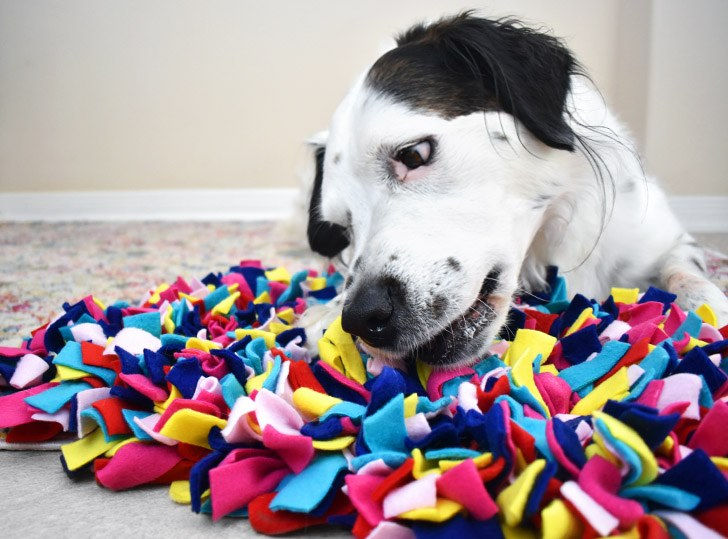 DIY Dog Boredom Busters