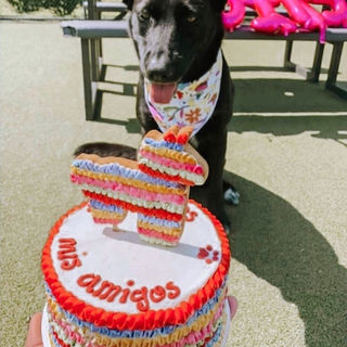 dog birthday cake washington dc