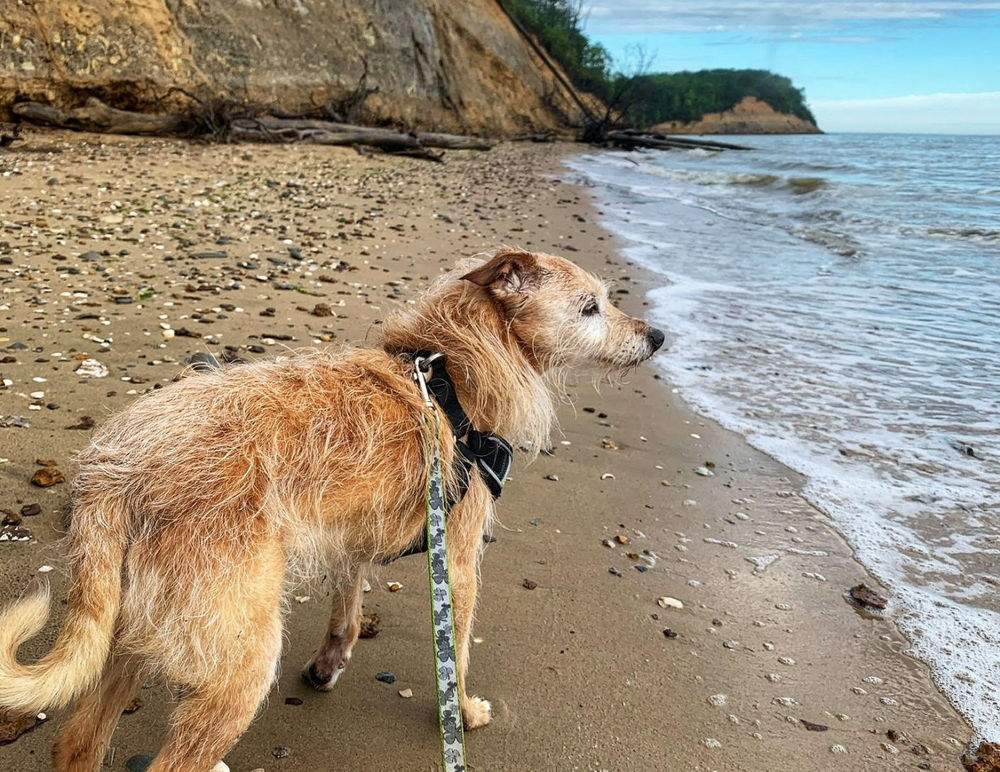 9 DogFriendly Hikes in Maryland