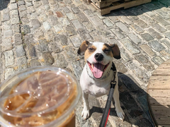 Dog-Friendly Coffee Shops and Cafes in Baltimore